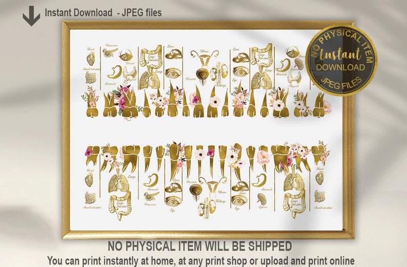 May include: Printable chart featuring gold anatomical illustrations of human teeth, organs, and body parts, with floral accents. The chart is framed in gold and has the text "Instant Download - JPEG files" and "NO PHYSICAL ITEM WILL BE SHIPPED" at the top and bottom.