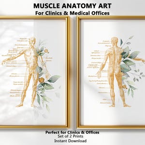 Anatomy Art Muscle Poster, Muscular System Wall Art, Medical Office Decor, Massage Therapist Decor, Clinic Wall Art Set