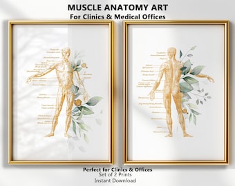 Anatomie kunst spier poster, kunst aan de muur spierstelsel, medisch kantoor decor, massagetherapeut decor, kliniek muur kunst set