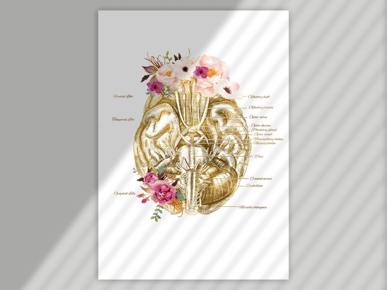 Floral Brain Anatomy Art Print, Medical Brain Wall Art, Neurologist ...