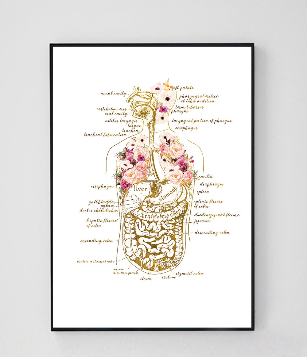 Human Body Anatomy Art Print, Human Organs Poster, Medical Wall Art ...