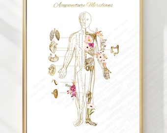 May include: A framed wall art print titled Acupuncture Meridians featuring a gold-toned anatomical human figure with visible meridian lines, internal organs, and delicate watercolor floral accents in shades of pink, white, and green.