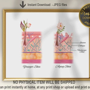 Dermatology Print, Skin Anatomy, Younger and Anging Skin Art, Dermatologist Gift, Esthetician Art Print, Skin Poster, Wrinkles Anatomy Art