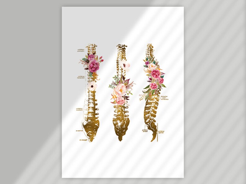 Puede incluir: Una ilustraci&oacute;n anat&oacute;mica dorada de la columna vertebral humana con acentos florales. La columna vertebral est&aacute; dividida en tres secciones, cada una con un arreglo floral diferente. Las flores son rosas, blancas y verdes.