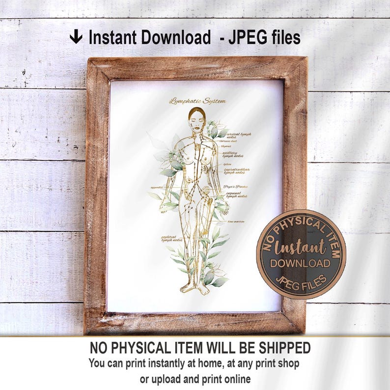 May include: A printable illustration of the lymphatic system, featuring a female figure with gold lines representing the lymphatic vessels. The illustration is set against a watercolor background of green leaves. The text "Lymphatic System" is at the top of the image.