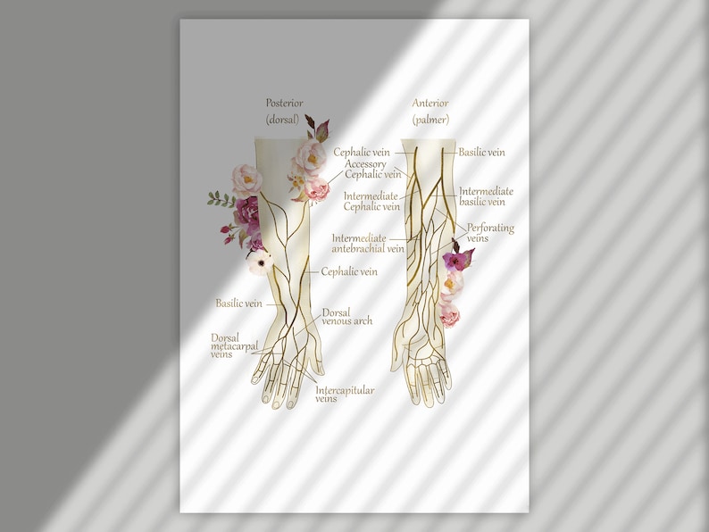 Phlebotomist Wall Art Set, Venipuncture Anatomy Prints, Phlebotomy Poster for Clinic, Nurse Office Decor, Medical Wall Art image 5