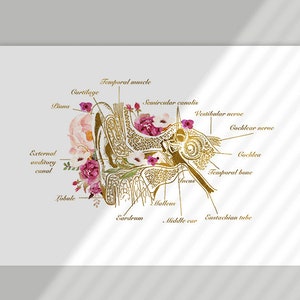 Może przedstawiać: Złota anatomiczna ilustracja ludzkiego ucha z r&oacute;żowymi akcentami kwiatowymi. Ilustracja opisuje części ucha, w tym mięsień skroniowy, chrząstkę, kanały p&oacute;łkoliste, nerw przedsionkowy, nerw ślimakowy, ślimak, kość skroniowa, młoteczek, kowadełko, trąbka słuchowa i ucho środkowe.