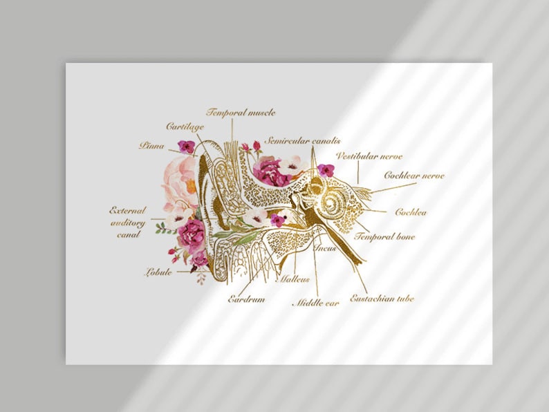 Może przedstawiać: Złota anatomiczna ilustracja ludzkiego ucha z r&oacute;żowymi akcentami kwiatowymi. Ilustracja opisuje części ucha, w tym mięsień skroniowy, chrząstkę, kanały p&oacute;łkoliste, nerw przedsionkowy, nerw ślimakowy, ślimak, kość skroniowa, młoteczek, kowadełko, trąbka słuchowa i ucho środkowe.