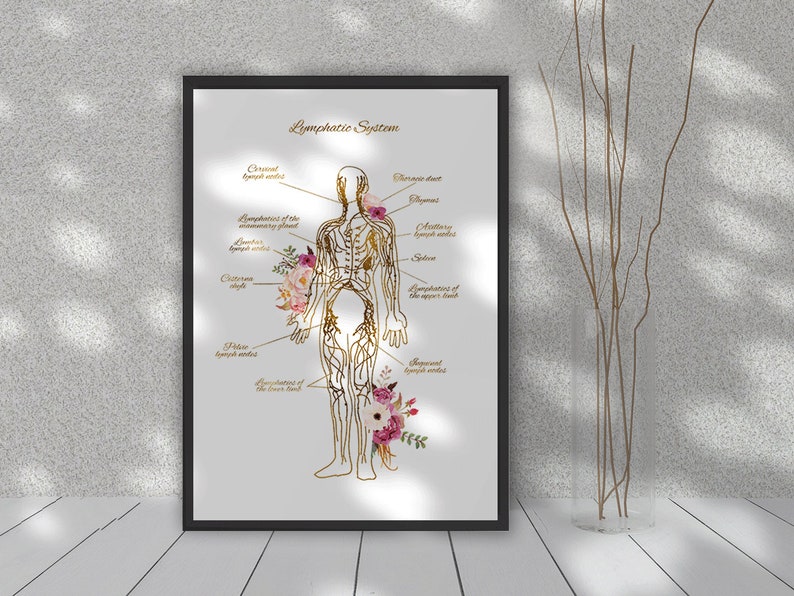 Lymphatic System Print, Endocrinology Print, Lymph Nodes Anatomy Art ...
