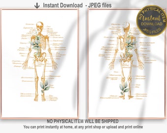 Skeleton Anatomy Poster for Medical Clinics – Skeletal System Wall Art for Physical Therapy Offices