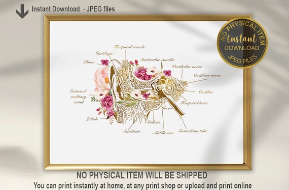 Ear Anatomy Print, Audiologist Gift, Audiologist Office Decor, Doctor ENT Art, Ear Poster, Ear Diagram, Audiologist Graduation Gift, ENT Art
