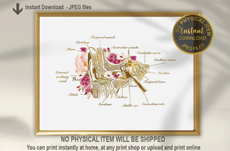 Może przedstawiać: Drukowalna ilustracja anatomiczna ludzkiego ucha z opisanymi częściami, w tym zewnętrzny przew&oacute;d słuchowy, chrząstka, mięsień skroniowy, kanały p&oacute;łkoliste, nerw przedsionkowy, nerw ślimakowy, ślimak, kość skroniowa, młoteczek, błona bębenkowa, ucho środkowe i trąbka słuchowa. Ilustracja jest otoczona r&oacute;żowymi i białymi kwiatami.