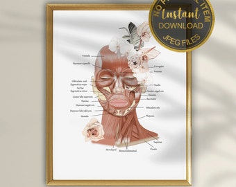 Facial Muscles Anatomy Diagram Printable, Facial Muscle Chart for Aesthetic Clinics & Injectors