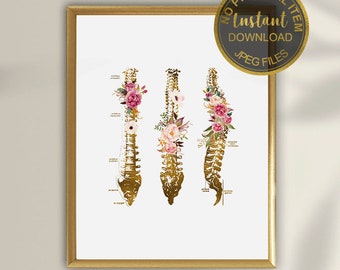 Anatomy Art Poster – Spine Anatomy Print | Vertebral Column Wall Art for Chiropractic & Physiotherapy Office