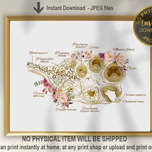 Ovary Anatomy Art, Ovary Structure Print,  Woman Reproductive System, Gynaecology Art Print, Obgyn Doctor Office Decor, Infertility NP Gift