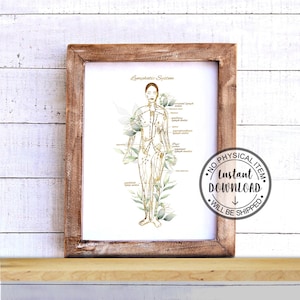 May include: Printable illustration of the lymphatic system with a female figure outlined in gold and green watercolor leaves. The text "Lymphatic System" is at the top of the image. The image has a white background and a brown frame.