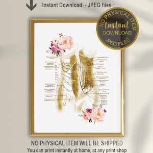 Abdomen Muscles, Arteries and Nerves, Tummy Tuck Print, Abdominoplasty, Mommy Makeover Plastic Surgery Art, Printable, Massage Therapy