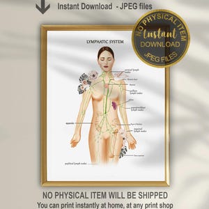Lymphatic System Anatomy Poster | Lymphatic Drainage & Vessels Chart | Human Lymph Nodes Diagram | Medical Wall Art | Digital Download