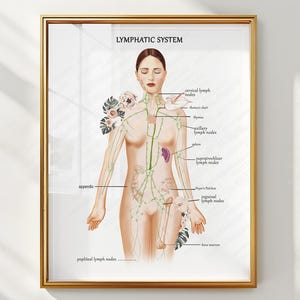 Op de afbeelding: Een ingelijste print getiteld "LYMPHATIC SYSTEM" toont een gedetailleerde anatomische illustratie van het menselijke lymfestelsel. Het kunstwerk toont een vrouwelijke figuur met gelabelde diagrammen van lymfeknopen, kanalen en organen. De print zit in een gouden lijst.