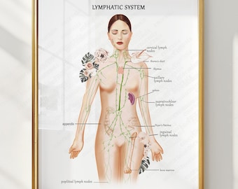 Lymphatic System Anatomy Poster, Lymphatic Drainage Chart, Medical Anatomy Print for Massage Therapist, Doctor Office Decor