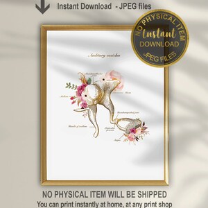 Ear Anatomy Art Print: Auditory Ossicles, Audiologist Gift (Digital Download)