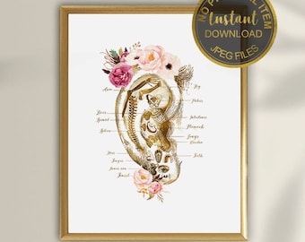 Massage Therapist Decor, Reflexology Ear Chart, Reflexology Print, Acupuncturist Chart, Acupuncture Gift, Acupuncture Art, Ear Reflexology