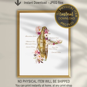 Puede incluir: Una ilustración imprimible de la anatomía de la placenta con acentos florales. La ilustración incluye etiquetas para la vena materna, la arteria materna, la arteria espiral, el cordón umbilical, la vena fetal, la arteria fetal y las vellosidades coriónicas.