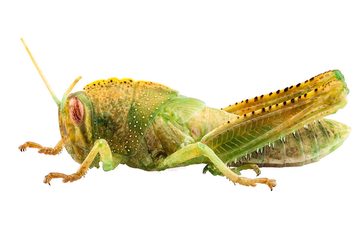Nymph Of Egyptian Locust Species Anacridium Aegyptium In High Etsy
