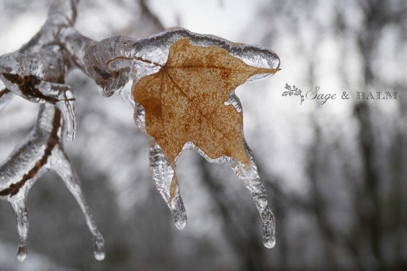 Frozen leaf, maple leaf, Canadian, macro photography, nature photography, woodland, icy, minimalist, winter, dreamy, travel photography image 1