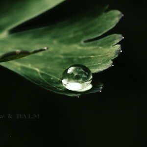 Water drop and green leaf macro/abstract nature photography, rain drop on a leaf, surreal, abstract photography, dark, minimalist print
