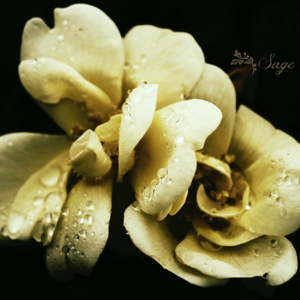 Floral photography, flower print, yellow rose, rain drops, nature photography, shabby-chic, cottage, dreamy, romantic, floral, moody floral