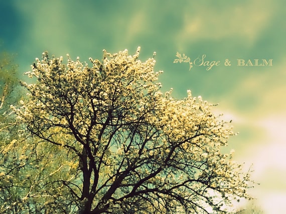 Blanc Fleurs De Cerisier Turquoise Aqua Ciel Nature Paysage Photographie Printemps Cadeau Romantique Rêveur Lumineux Idées Pâques Fête Des