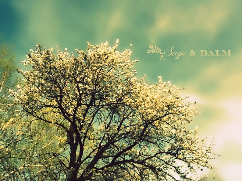 Romantic Spring White Cherry Blossoms Turquoise Aqua Sky Nature Landscape Photography Dreamy Mother S Day Easter Gift Ideas Bright Art Collectibles Color Safarni Org