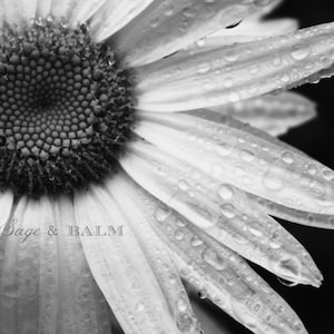 Floral photography, flower print, black & white, floral, nature photography, romantic photo, dark, dreamy photography, wedding inspo