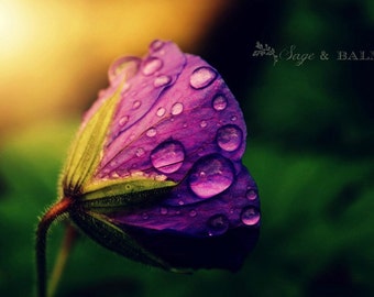 Blommigt fototryck, lila blomma med regndroppar, blommigt fototryck, lila blomma, geranium, romantisk, drömsk, färgglad, boho