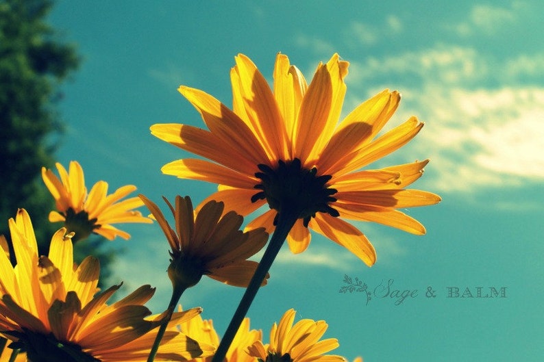 Yellow and turquoise daisy photo print, floral photography, flower photography, yellow flower, cottage chic, romantic print, nature print image 1