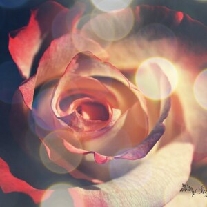 Florale fotografie met bloem print, roze print, vintage, shabby-chic bloem, romantische foto, bokeh roos, dromerige, bruiloft, roze roos, rode roos
