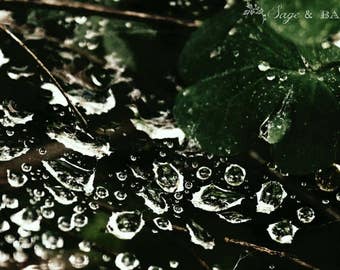 Water drops on a spider web macro fine art photography, nature print, rain drops, romantic, abstract, minimalist, green, black, white, artsy