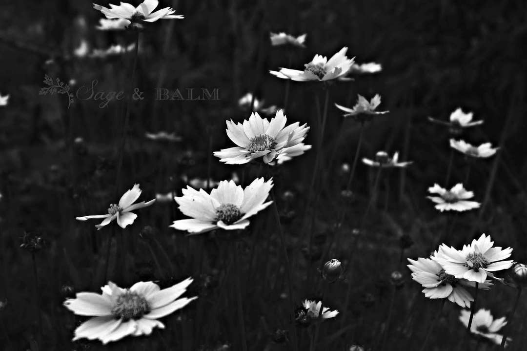 Black and White Romantic Flower Print, Dreamy Floral Print, Nature