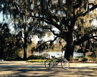 Vintage bicycle photography print, Florida landscape, vintage bicycle, giant tree, nature photography, travel photography, nostalgic photo