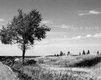 Tree photo print, lone tree, Canadian photography, black & white, fine art photography, tree landscape, nature photography, travel photo