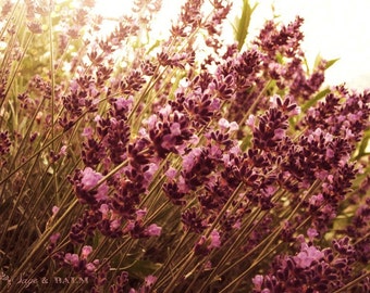 Sunlit lavender, bokeh, floral photography, nature photography, cottage-chic print, whimsical print, flower photography, lavender sprig