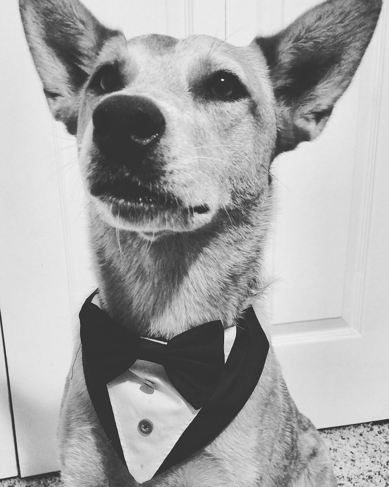 dark grey and burgundy bowtie bowtie over the collar Tuxedo dog bandana custom colors