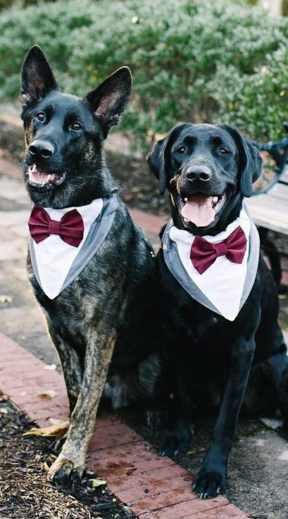 Tuxedo bandana cheap