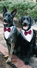 Dog tuxedo bandana, custom dog tuxedo, navy, black, light grey, dark grey, khaki, tanbowtie, custom colors, bowtie over the collar 