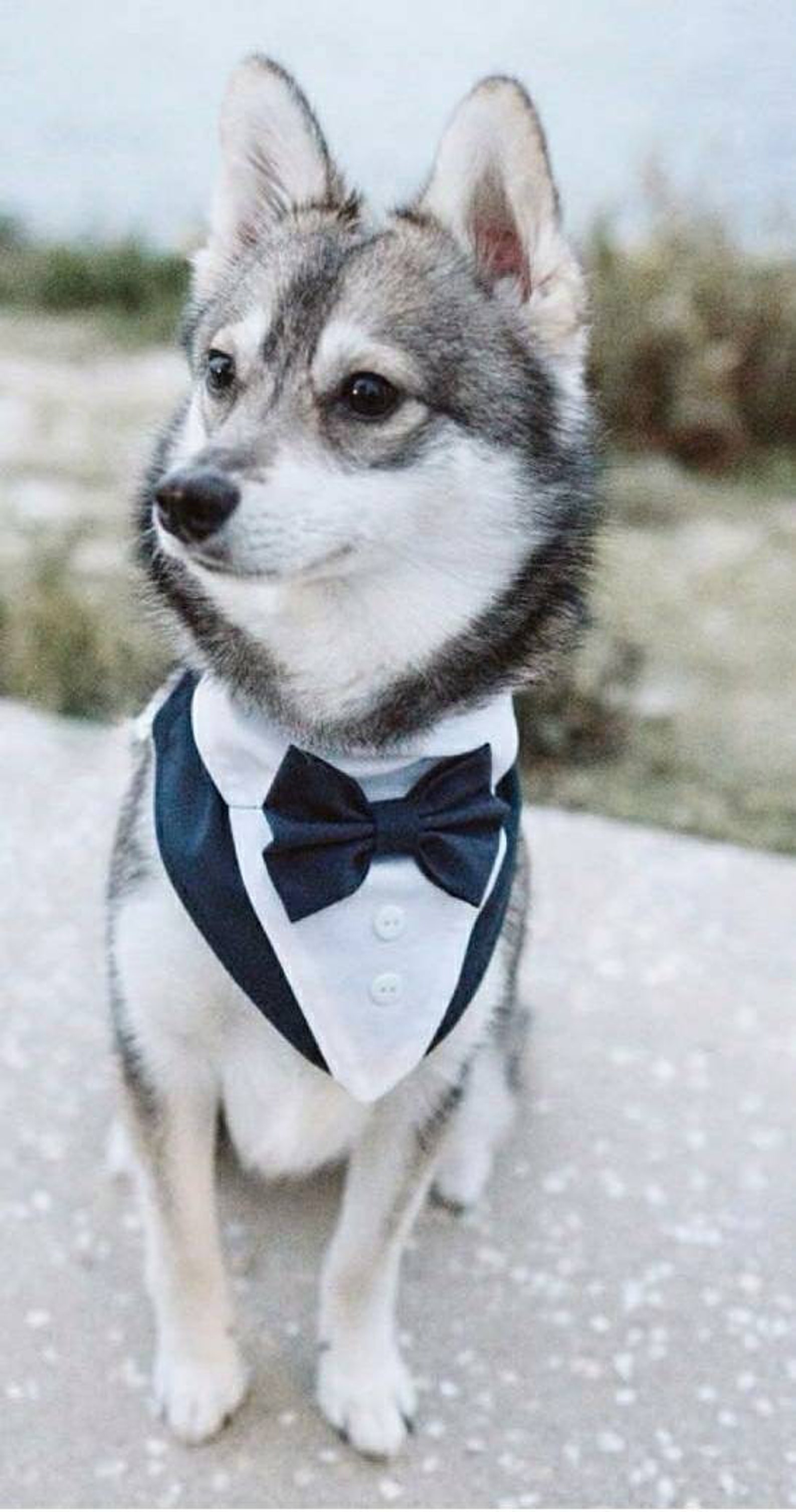 Dog Tuxedo Bandana Custom Dog Tuxedo Navy Black Light Etsy