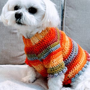 May include: A small white dog wearing a colorful, striped crochet sweater. The sweater features bands of orange, red, yellow, green, and blue. The dog is sitting on a white blanket.