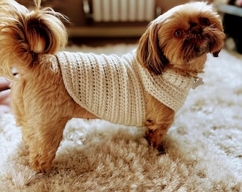 May include: A small, brown dog wearing a cream-colored, knitted sweater. The dog is standing on a fluffy, cream-colored rug. The dog has long, brown fur and a small, decorative tag on its collar.