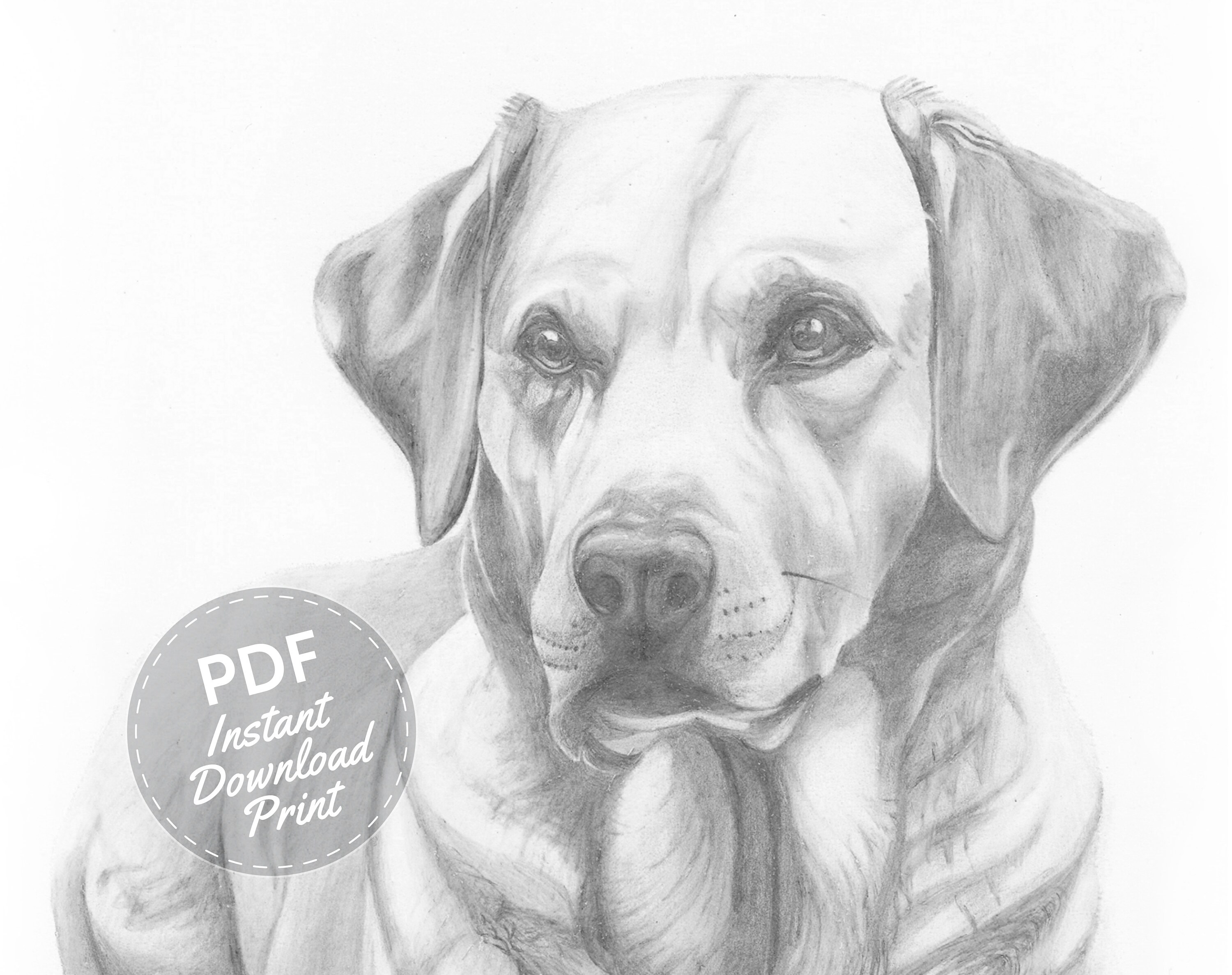 Labrador dog portrait drawing digital download print PDF | Etsy