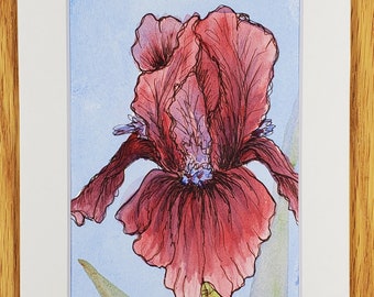 May include: A watercolour painting of a red iris flower with a blue centre. The flower is painted in a realistic style with delicate details. The artist's signature, "JAM", is in the bottom right corner of the painting.